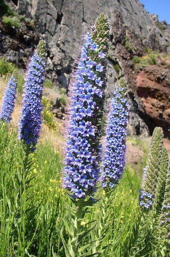 Echium candicans