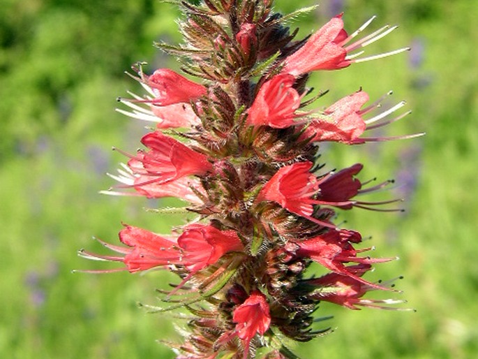 Echium maculatum