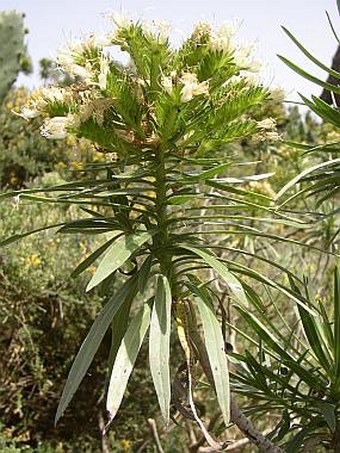 Echium leucophaeum