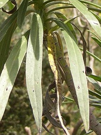 Echium leucophaeum