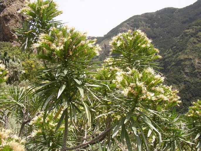 ECHIUM LEUCOPHAEUM Webb ex Sprague et Hutch. – hadinec