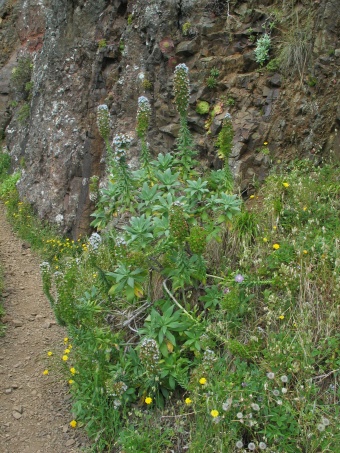 Echium nervosum