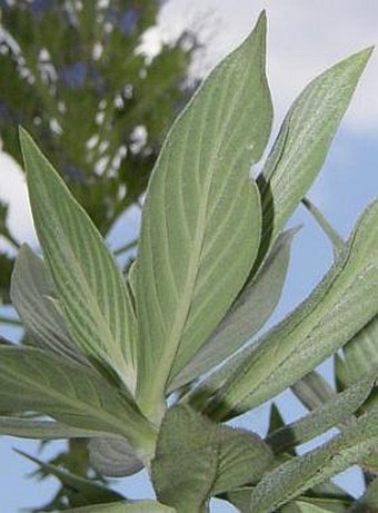 Echium nervosum