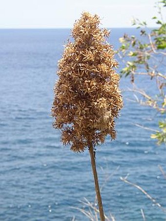 Echium nervosum