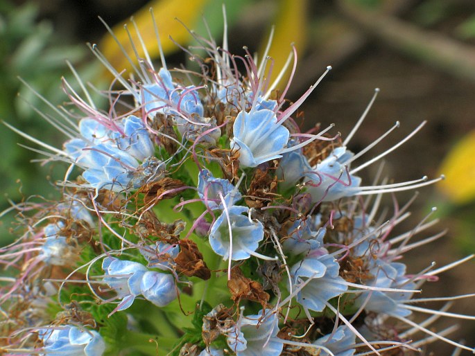 Echium nervosum