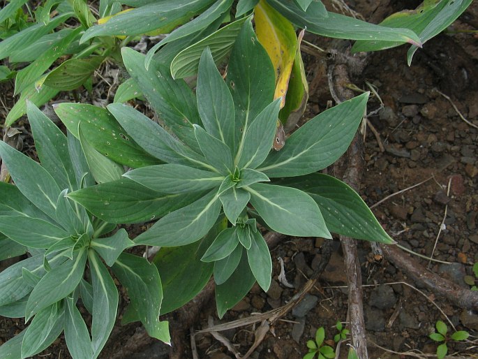 Echium nervosum