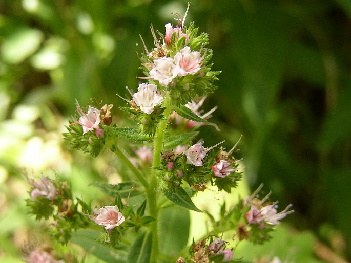 ECHIUM STRICTUM L. fil – hadinec