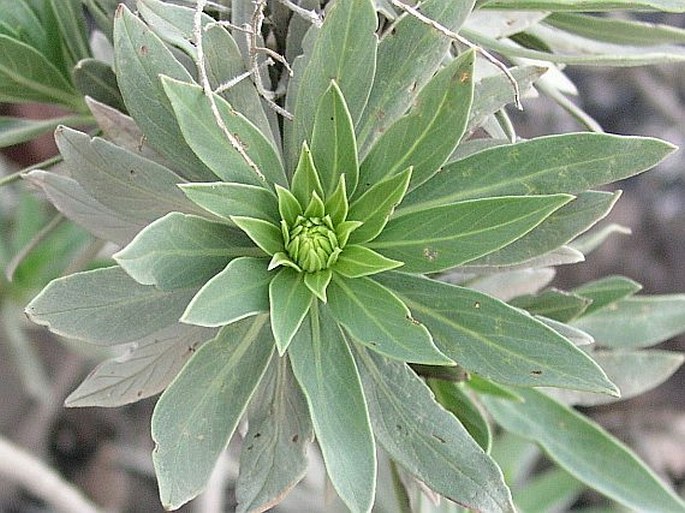 Echium vulcanorum