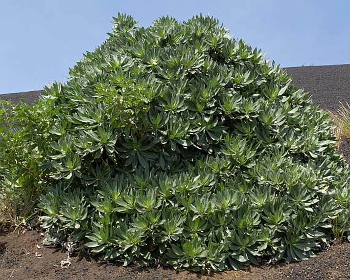 Echium vulcanorum