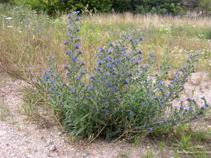 ECHIUM VULGARE L. – hadinec obecný / hadinec obyčajný