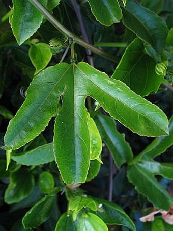 Passiflora edulis