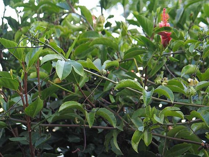 Passiflora edulis