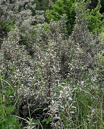 Elaeagnus commutata