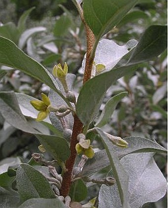 Elaeagnus commutata