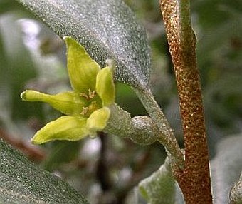 Elaeagnus commutata