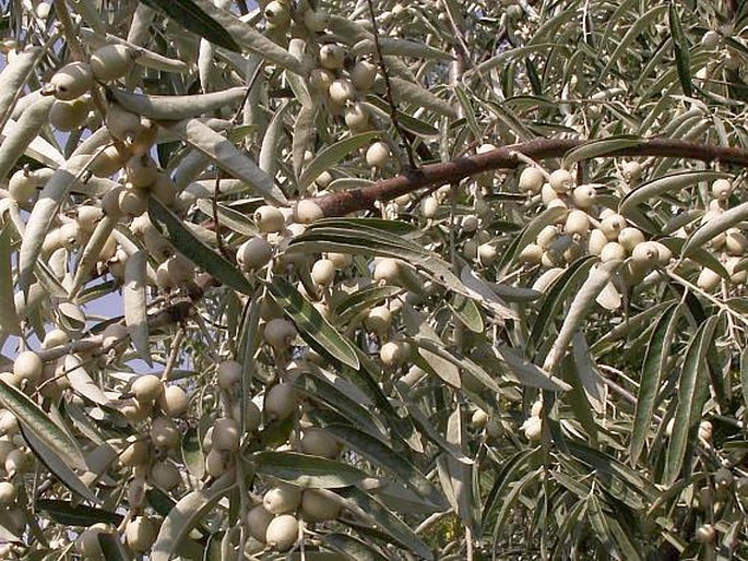 Elaeagnus angustifolia