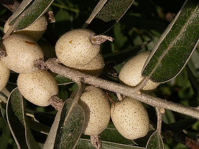 Elaeagnus angustifolia