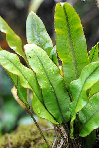 Elaphoglossum hybridum