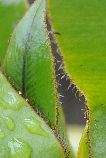 Elaphoglossum hybridum