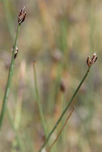 Eleocharis quinqueflora