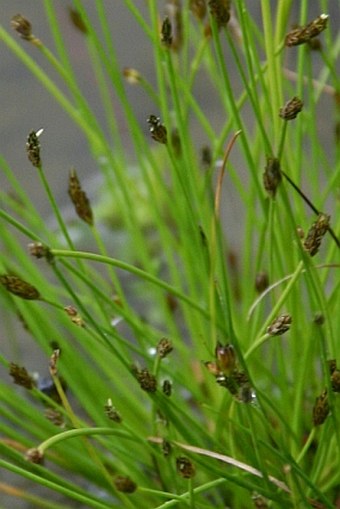 Eleocharis carniolica