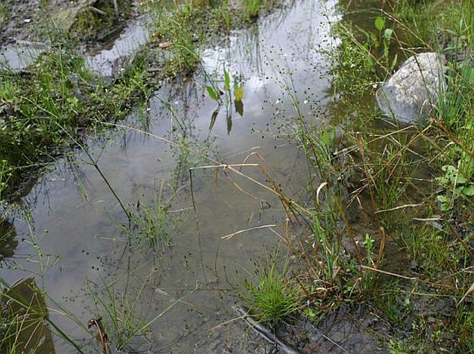 Eleocharis carniolica