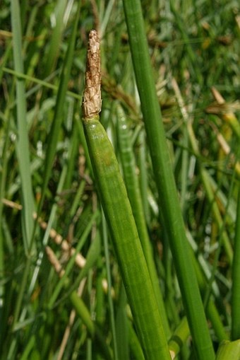 Eleocharis dulcis