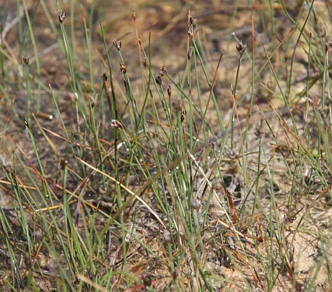 Eleocharis quinqueflora