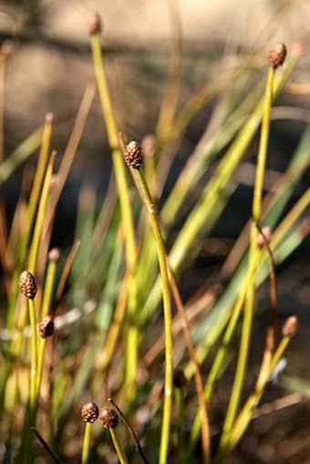 Eleocharis ovata