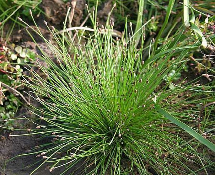 Eleocharis ovata