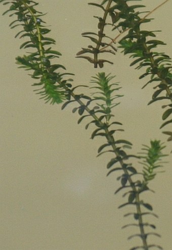 Elodea canadensis