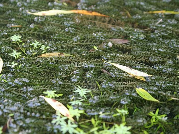 Elodea canadensis