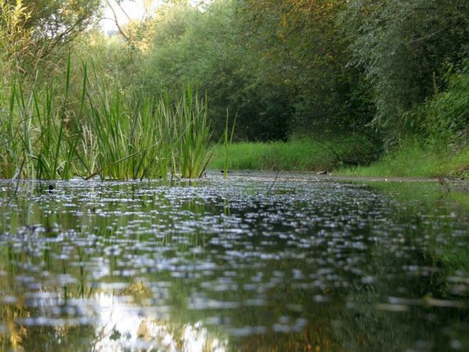 Elodea canadensis