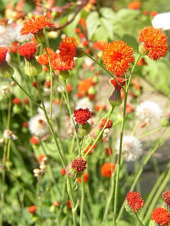 Emilia coccinea