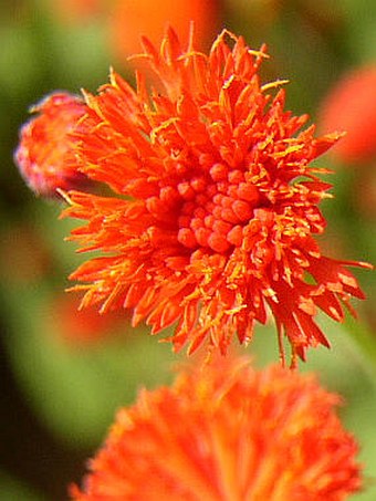 Emilia coccinea