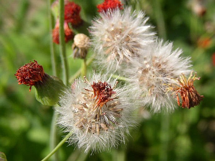 Emilia coccinea