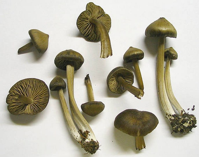 Entoloma vernum