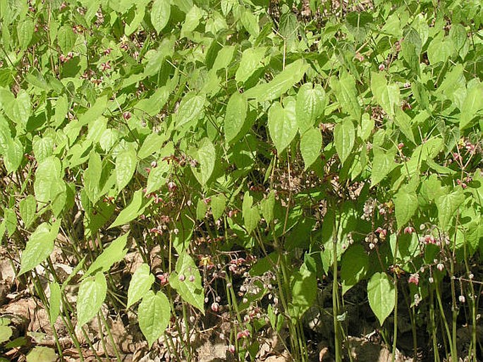 Epimedium alpinum