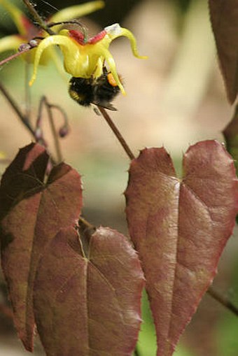 Epimedium davidii