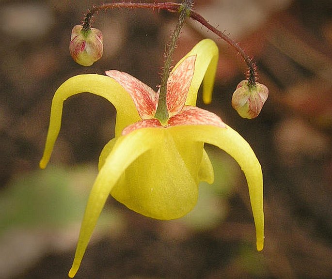 Epimedium davidii