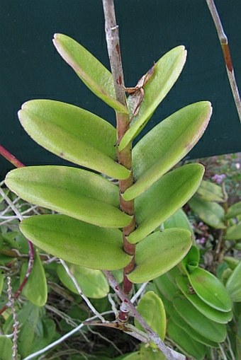 Epidendrum ibaguense