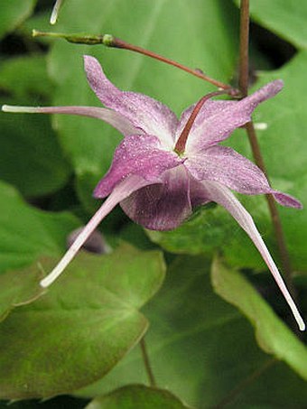 Epimedium grandiflorum