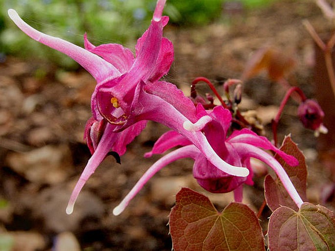 Epimedium grandiflorum