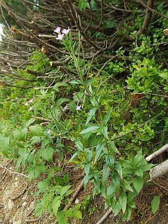 Epilobium alpestre