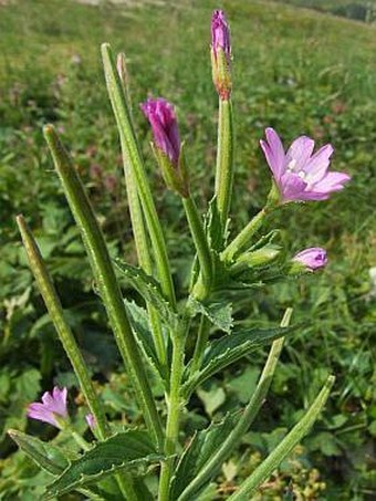 Epilobium alpestre