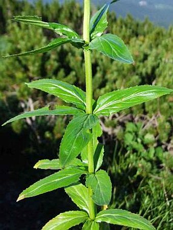 Epilobium alpestre