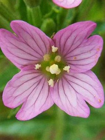 Epilobium alpestre