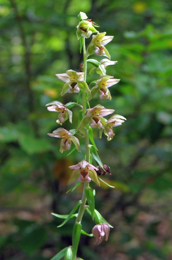 Epipactis helleborine