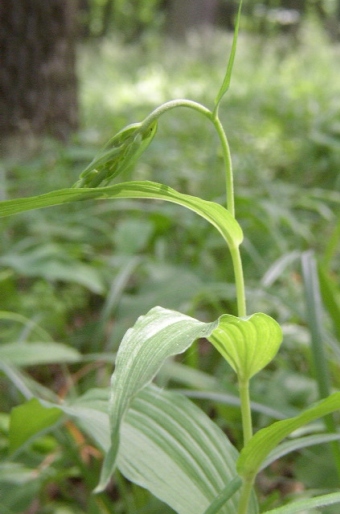 Epipactis helleborine