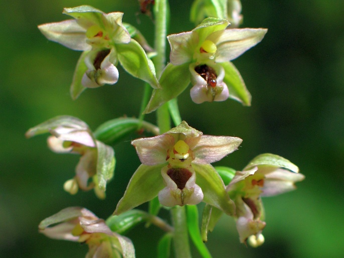 Epipactis helleborine